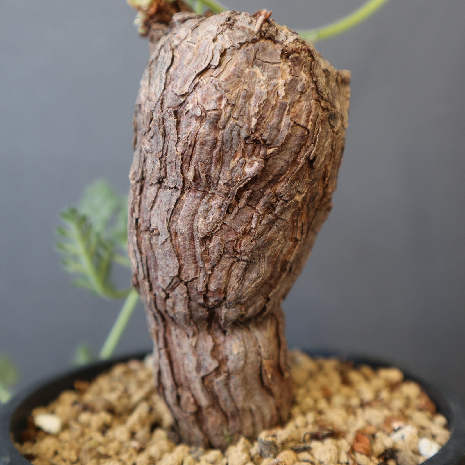 P.トリステ 88 – TaiShoDo ONLINE SHOP