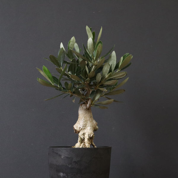 オリーブ（マンザロ二）　EC1169