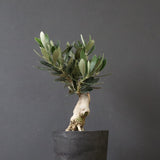 オリーブ（マンザロ二）　EC1169