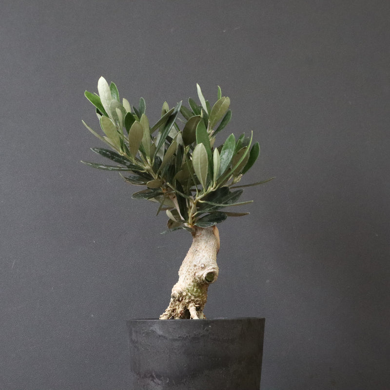 オリーブ（マンザロ二）　EC1169