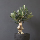 オリーブ（マンザロ二）　EC1169