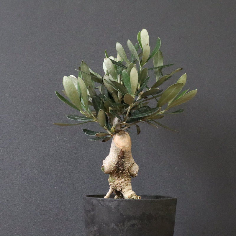 オリーブ（マンザロ二）　EC1169