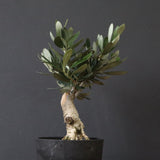 オリーブ（マンザロ二）　EC1169