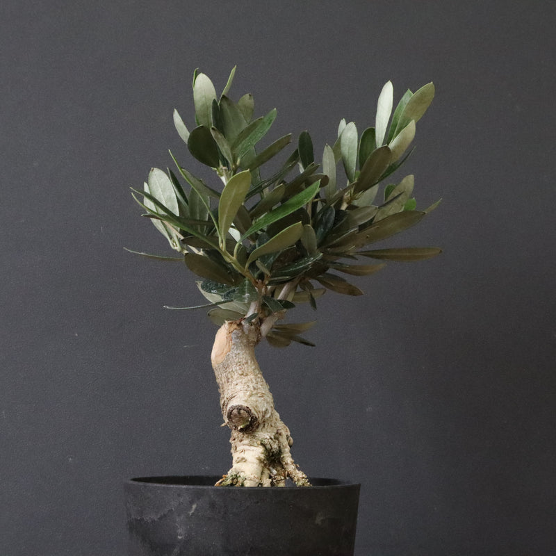 オリーブ（マンザロ二）　EC1169