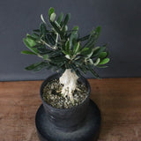 オリーブ（マンザロ二）　EC1169