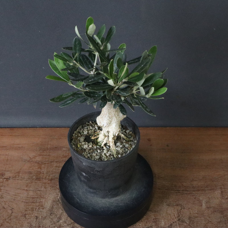 オリーブ（マンザロ二）　EC1169