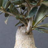 オリーブ（マンザロ二）　EC1169