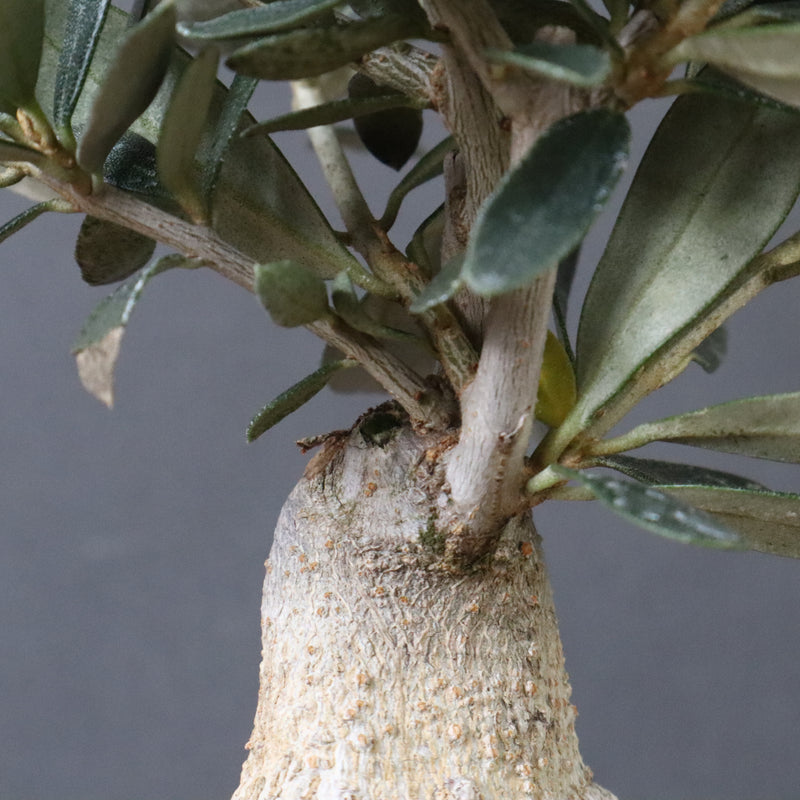 オリーブ（マンザロ二）　EC1169