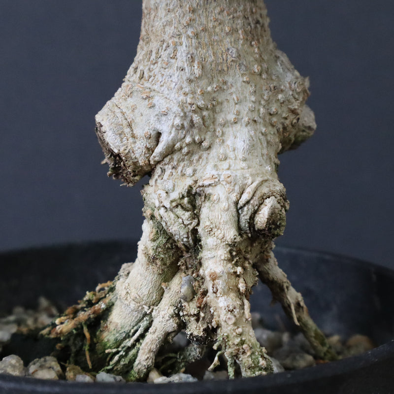 オリーブ（マンザロ二）　EC1169