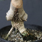 オリーブ（マンザロ二）　EC1169