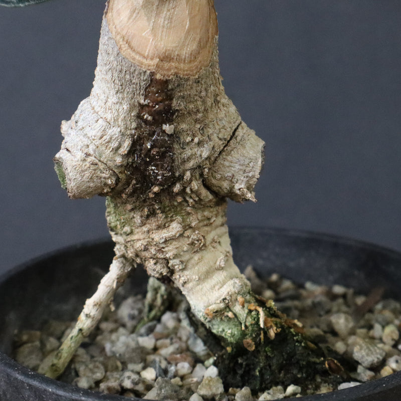 オリーブ（マンザロ二）　EC1169