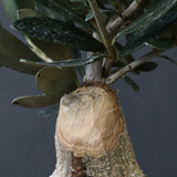 オリーブ（マンザロ二）　EC1169