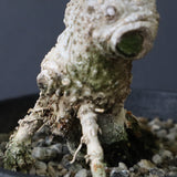 オリーブ（マンザロ二）　EC1169