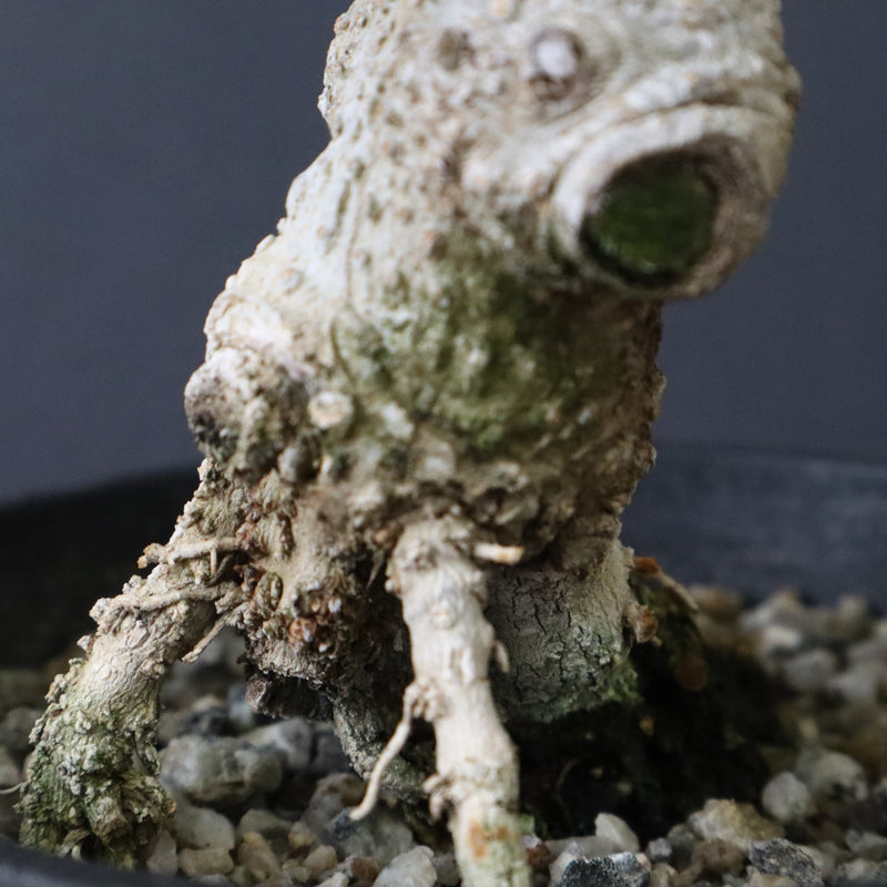 オリーブ（マンザロ二）　EC1169