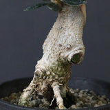 オリーブ（マンザロ二）　EC1169