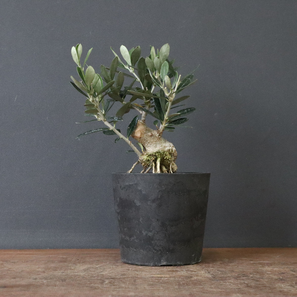 SALE対象 – 7ページ目 – TaiShoDo ONLINE SHOP