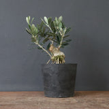 オリーブ（マンザロ二）　EC1171