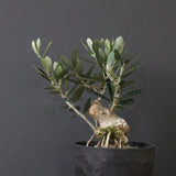 オリーブ（マンザロ二）　EC1171