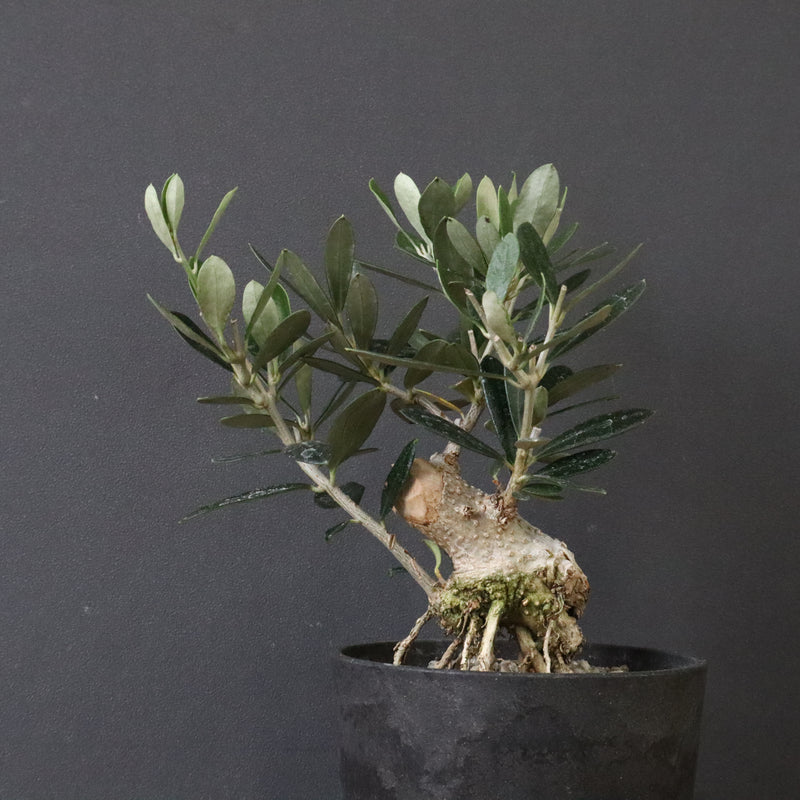 オリーブ（マンザロ二）　EC1171