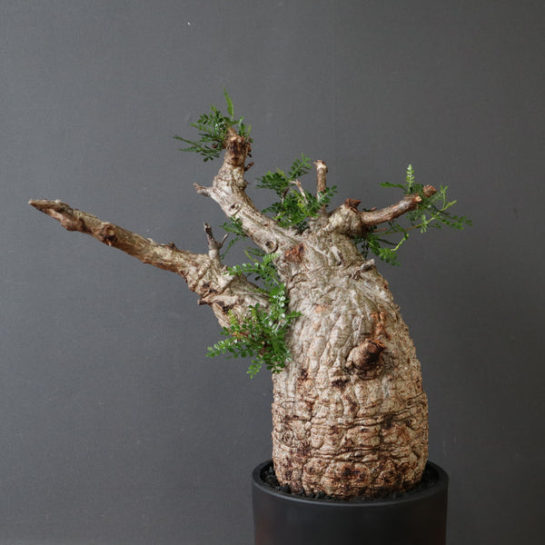 オペルクリカリア・パキプス – TaiShoDo ONLINE SHOP
