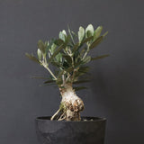 オリーブ（マンザロ二）　EC1171