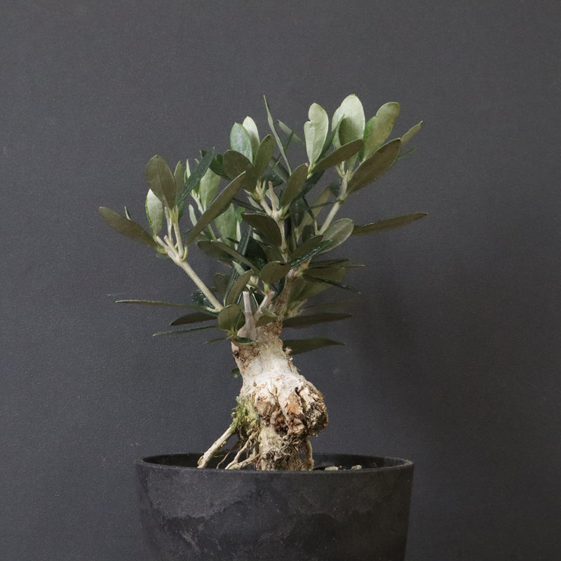 オリーブ（マンザロ二）　EC1171