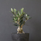 オリーブ（マンザロ二）　EC1171