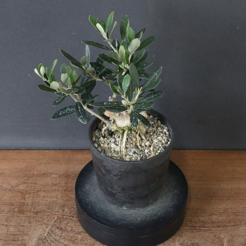 オリーブ（マンザロ二）　EC1171