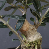 オリーブ（マンザロ二）　EC1171