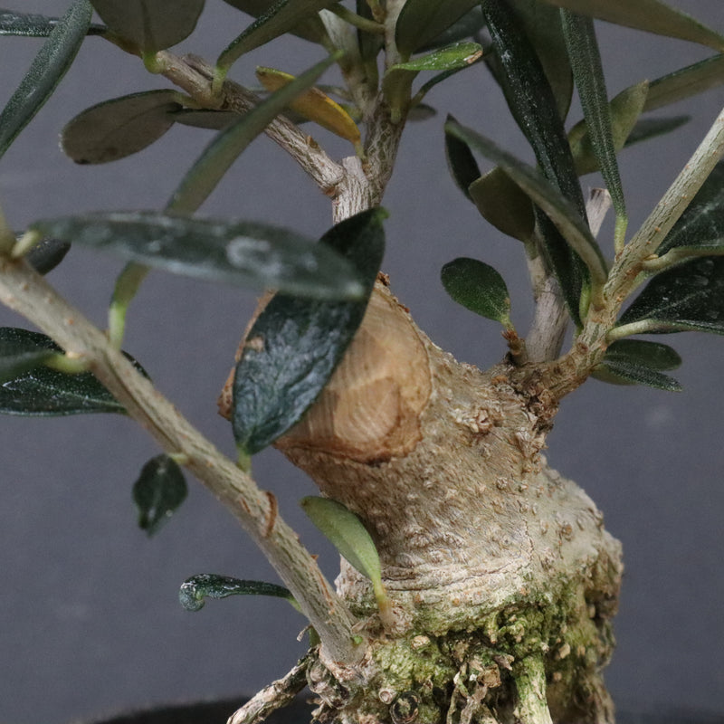 オリーブ（マンザロ二）　EC1171