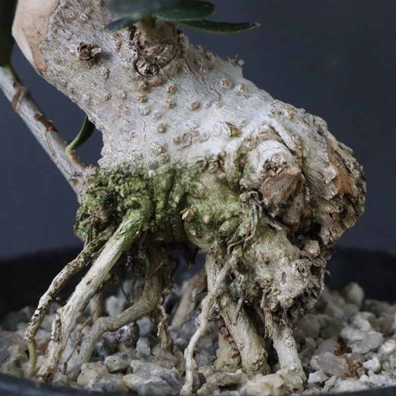 オリーブ（マンザロ二）　EC1171