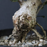 オリーブ（マンザロ二）　EC1171