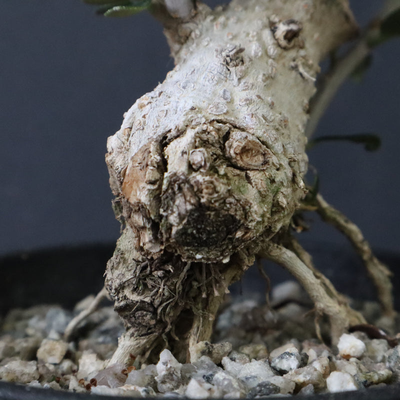 オリーブ（マンザロ二）　EC1171