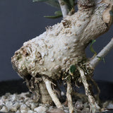 オリーブ（マンザロ二）　EC1171