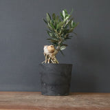 オリーブ（マンザロ二）　EC1172