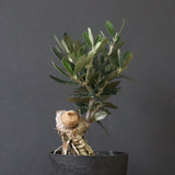 オリーブ（マンザロ二）　EC1172