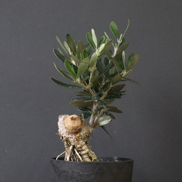 オリーブ（マンザロ二）　EC1172