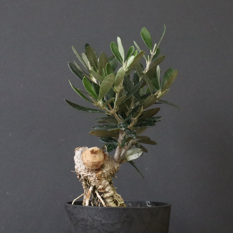 オリーブ（マンザロ二）　EC1172