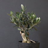 オリーブ（マンザロ二）　EC1172