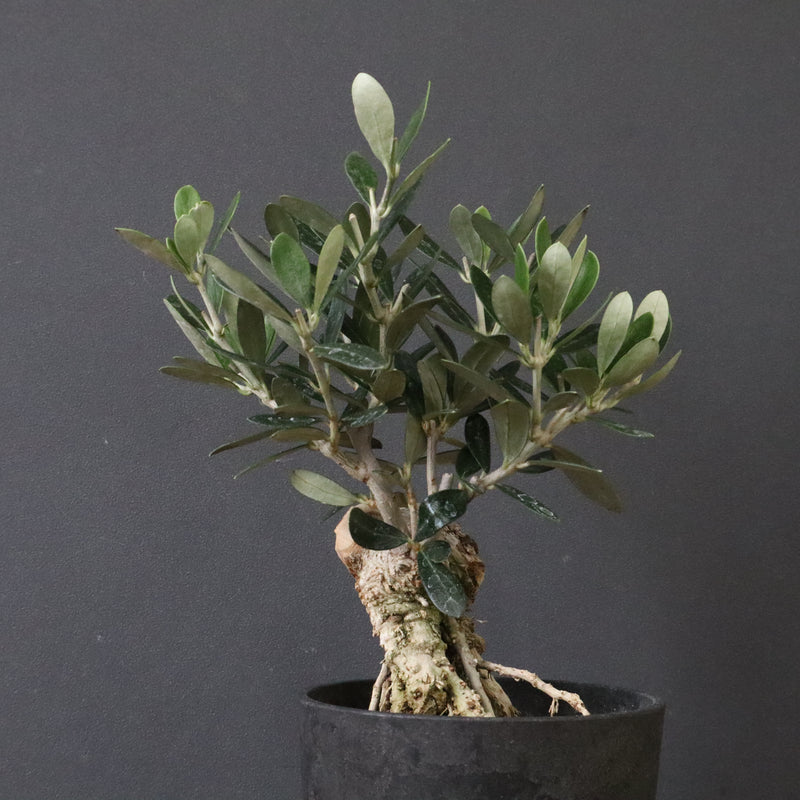 オリーブ（マンザロ二）　EC1172