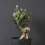 オリーブ（マンザロ二）　EC1172