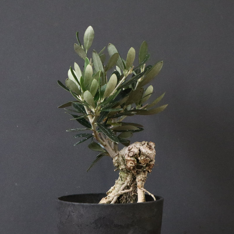 オリーブ（マンザロ二）　EC1172