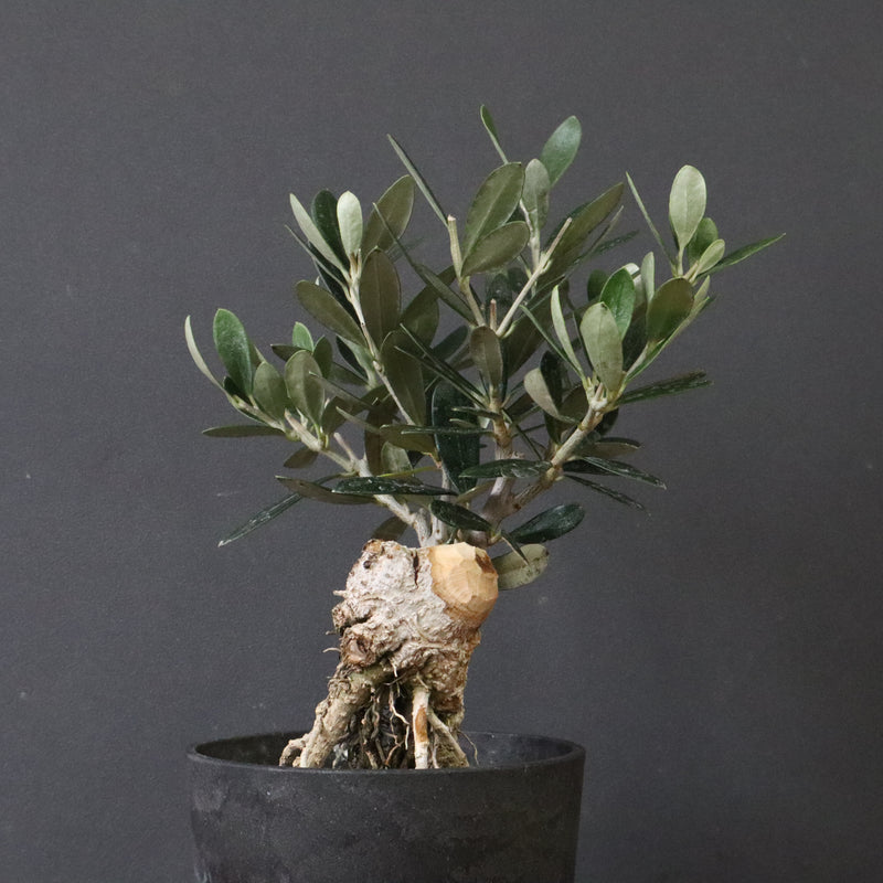 オリーブ（マンザロ二）　EC1172