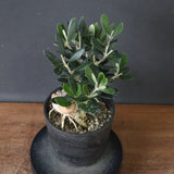 オリーブ（マンザロ二）　EC1172