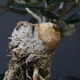 オリーブ（マンザロ二）　EC1172