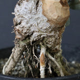 オリーブ（マンザロ二）　EC1172