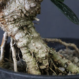 オリーブ（マンザロ二）　EC1172