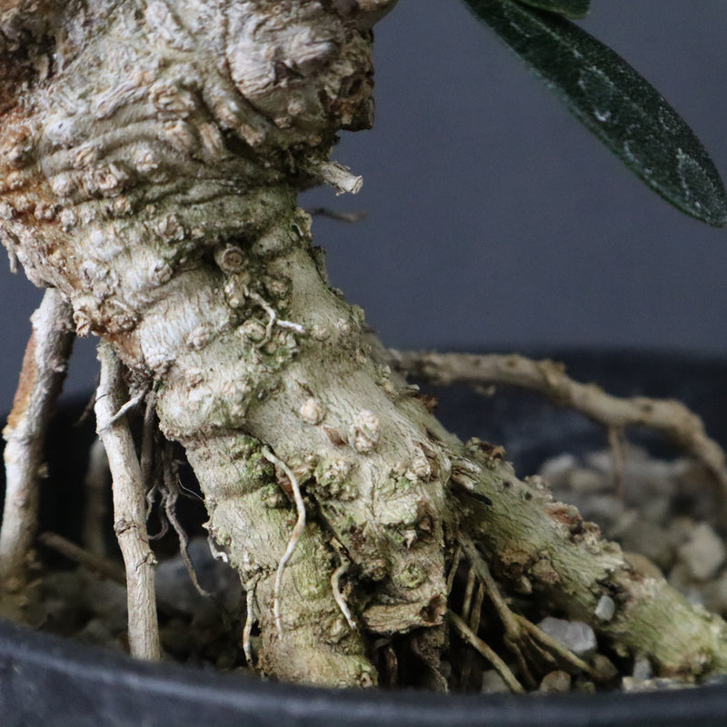 オリーブ（マンザロ二）　EC1172