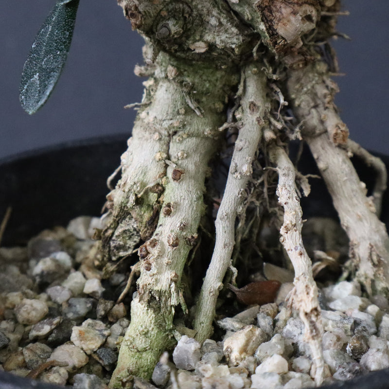 オリーブ（マンザロ二）　EC1172