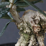 オリーブ（マンザロ二）　EC1172